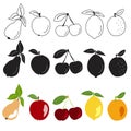 Fruit drawn icons vector set. Illustration of colored and monochrome fruits,  colored page Royalty Free Stock Photo